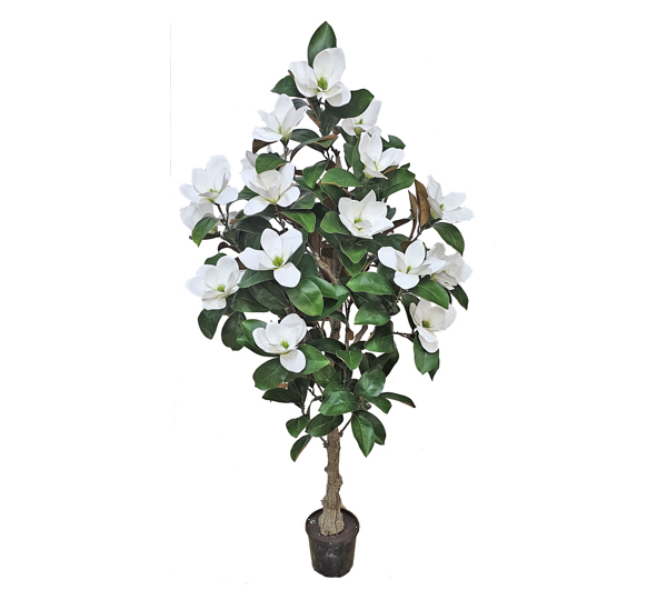 Magnolia deluxe - flowering  1.75m wh-grn
